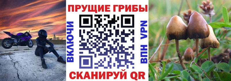 Псилоцибиновые грибы GOLDEN TEACHER  Апшеронск 