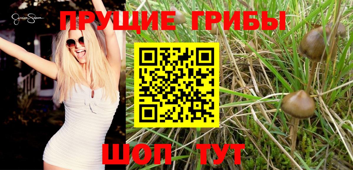 Псилоцибиновые грибы GOLDEN TEACHER  Псилоцибиновые грибы прущие грибы  Вход с VPN  Апшеронск 